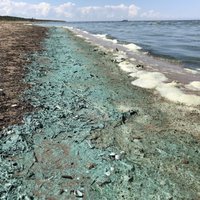 ФОТО: Пляж в Вецаки покрыт сине-зелеными водорослями, купаться не рекомендуется