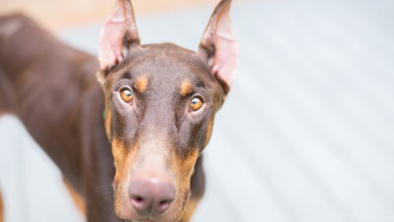 dobermans pinčers dobermanis suns