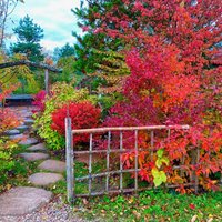 ФОТО. Осенняя красота: как выглядит настоящий японский сад на севере Литвы