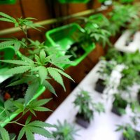 Daugavpils novada viensētā policija uziet marihuānas audzētavu
