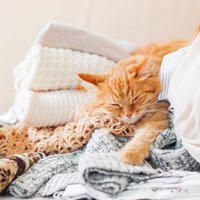 Kāpēc kaķiem patīk gulēt neparastās vietās