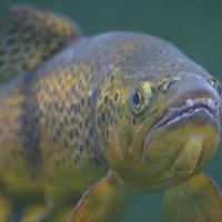 Zivju zagļus Anglijā biedē ar zīmi 'austrumeiropiešiem aizliegts'
