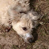 Kāju sasiešana un mutes aizlīmēšana nav cietsirdīga izturēšanās, skaidro suņa saimnieki Vecmīlgrāvī
