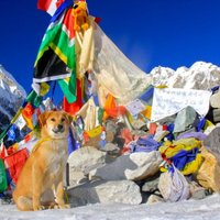 Everestā uzkāpis pirmais suns