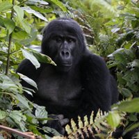 Spānijas zoo veterinārārsts sašauj par gorillu pārģērbušos darbinieku