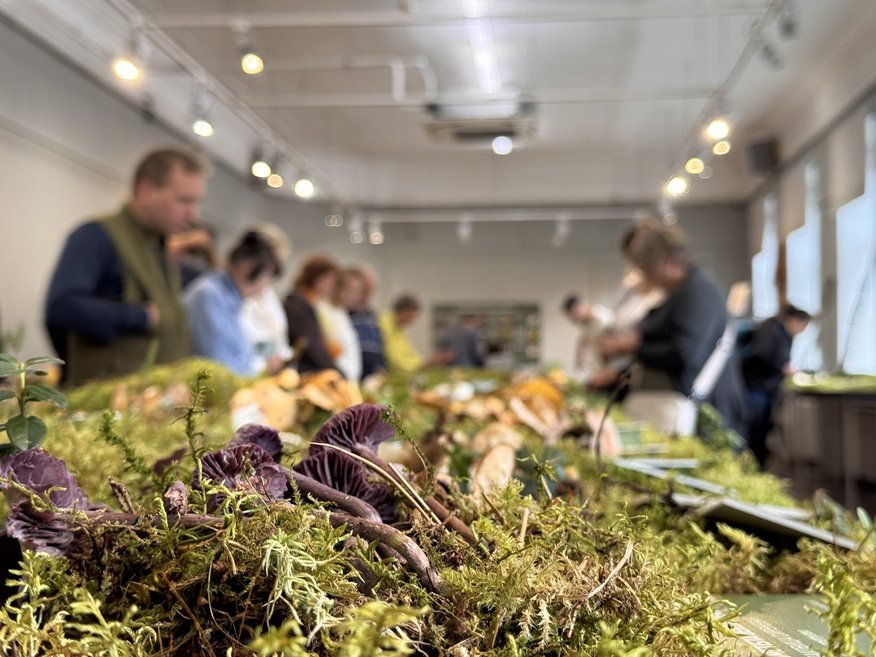 ФОТО, ВИДЕО. На этой неделе в Музее природы пройдет Большая выставка грибов