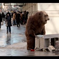 Video: Nikns lācis sabiedē ņujorkiešus