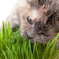 Kaķu zāle – vitamīni mājas mīlulim un pavasara pieskāriens interjeram
