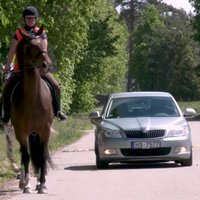'Zebra': Kā autovadītājam reaģēt uz zirgu satiksmē
