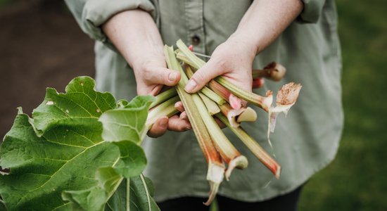 Pēc Jāņiem nekas nebeidzas – kā iegūt vairākas rabarberu ražas vienā vasarā?