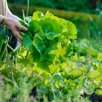 Gardi, pašu audzēti salāti arī vasaras svelmē: kā kopt un audzēt