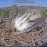 Video: Zivjērglis nenoturas kājās un ar galvu pa priekšu nogāžas ligzdā