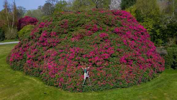 Lielbritānijas dižākais rododendrs - 4