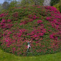 Uzziedējis Lielbritānijā dižākais rododendrs – deviņus metrus augsts krūms