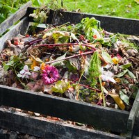 Dārznieka draugs komposts: kā novērst smakošanu un uzlabot ārējo izskatu