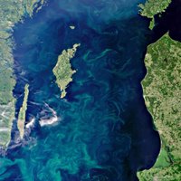 В Балтийском море зацвели сине-зеленые водоросли