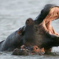 ВИДЕО: Разъяренный бегемот убил пришедшего на водопой носорога