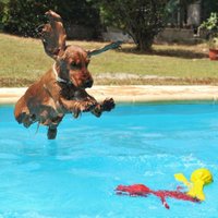10 suņu šķirnes, kas ļoti mīl ūdeni