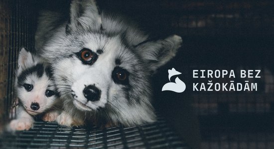 'Dzīvnieku brīvība': Latvijā visaktīvāk Eiropā pieprasa kažokzvēru audzēšanas aizliegumu