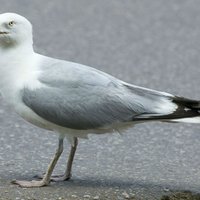 Шокирующие фото: Законы природы никто не отменял - чайка против голубя