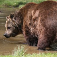 Brūnos lāčus nav plānots iekļaut Latvijā medījamo dzīvnieku sarakstā