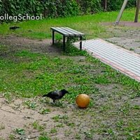 Video: Purvciema vārnas spēlē futbolu