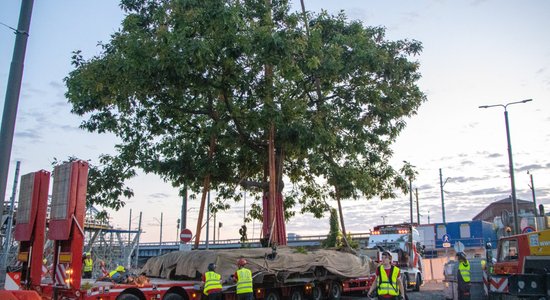 ФОТО: Дуб с Рижского автовокзала переехал в Спикери; размер затрат не разглашается