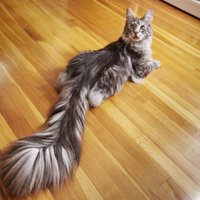 Kaķis-rekordists ar gandrīz pusmetru garu asti – meinkūns Signuss