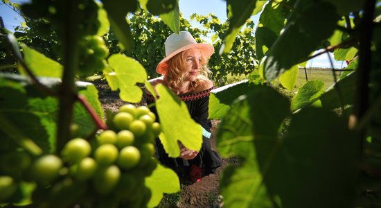 Vīna tūre tepat Latvijā: kur braukt apskatīt vīnogu dārzus