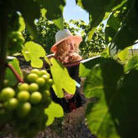Vīna tūre tepat Latvijā: kur braukt apskatīt vīnogu dārzus