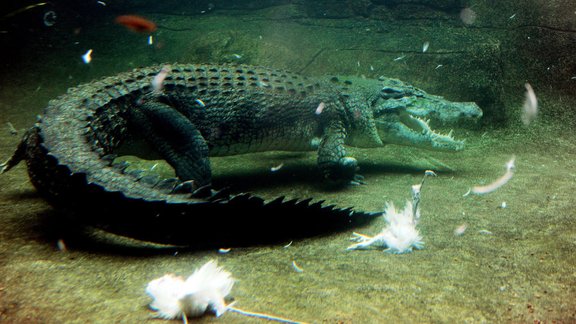 crocodile