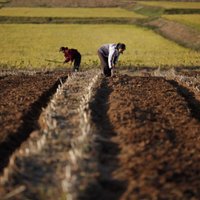 Ziemeļkoreja saskaras ar pārtikas trūkumu, atzīst augsta ranga amatpersona