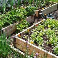 Padomi, kā izveidot un iekārtot dārzu vienā kvadrātmetrā