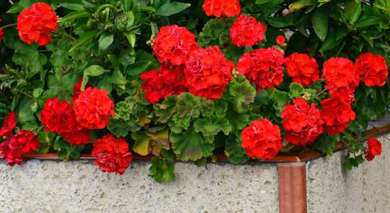 Vecmāmiņas mīļākā puķe pelargonija – ne tikai istabā, bet arī uz balkona un dārzā