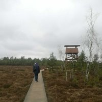 Идея для однодневной поездки: болотная тропа в Литве, возле границы с Латвией