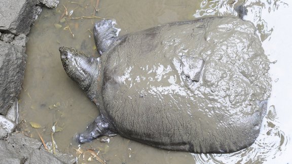 Jandzi milzu mīkstbruņurupucis