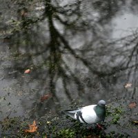 Piektdien daudzviet gaidāms īslaicīgs lietus, bet dažviet arī pērkona dārdi