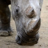 Ученые научились подделывать рог носорога, чтобы спасти животных от браконьеров