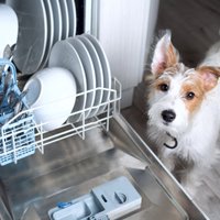 Как очистить посудомойку до блеска без специальной химии