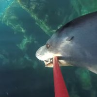 Video: Jūras lauva ar pašiņmietu nofilmē zemūdens dzīvi