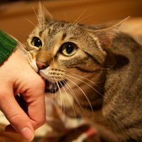 Почему коты кусаются, когда их гладят?