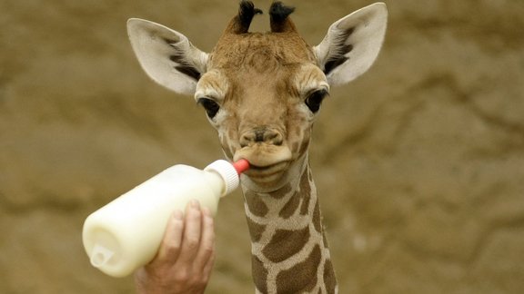 giraffe baby