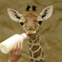 Video: Nofilmēts brīdis, kā dzimst maza žirafīte