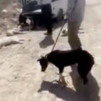 Video: Irānā ar skābes injekcijām nogalina klaiņojošus suņus; dzīvnieku aizstāvji saniknoti