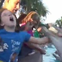 Дельфин напал на ребенка в океанариуме (видео)