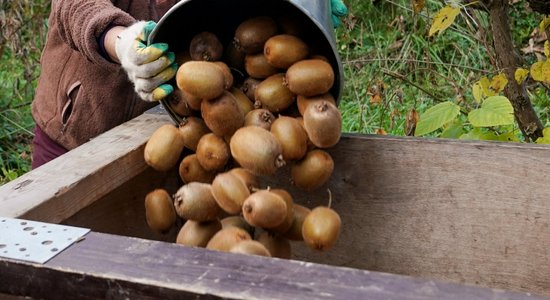 Фото: В Сочи началось время сбора пушистых киви