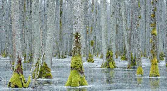 ФОТО. Поразительные фотографии деревьев на тропе у озера Слокас