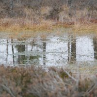 Во время работ на болотах утонул водитель экскаватора