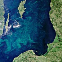 Polija zilaļģu dēļ slēdz teju 30 pludmaļu