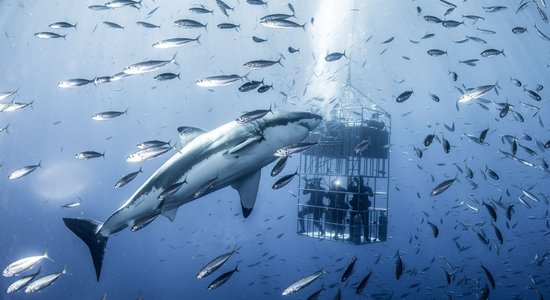 Fantastiski kadri: labākā vieta peldei ar plēsoņām – vulkāniskās salas Meksikas piekrastē